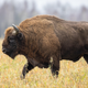 European bison were once driven to extinction in the wild. Now, they’ve made a comeback through re-introductions. Conservationists are hoping bison can help landscapes recover, too.